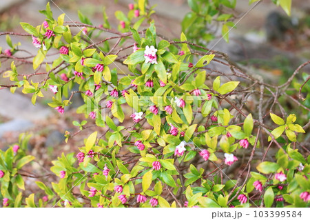 咲始め ジンチョウゲの花 咲始め ジンチョウゲの花 103399584