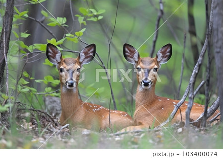 a pair of fawns resting in a meadow, their long...のイラスト素材 [103400074 ...