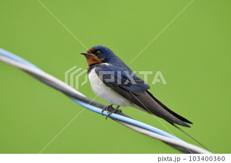 ツバメ swallow / Japan 103400360