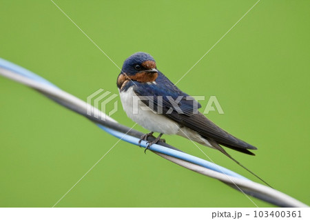 ツバメ swallow / Japan 103400361