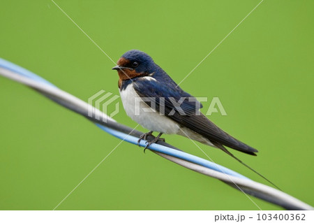 ツバメ swallow / Japan 103400362