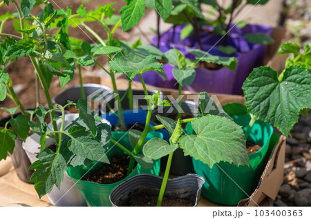 キュウリとトマトのポット苗 103400363