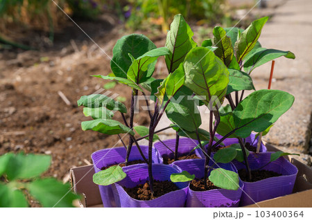 家庭菜園のナスの苗 103400364