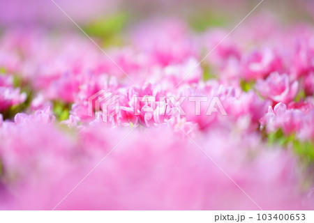 ピンク色の美しい久留米ツツジの花 ピンク色の美しい久留米ツツジの花 103400653