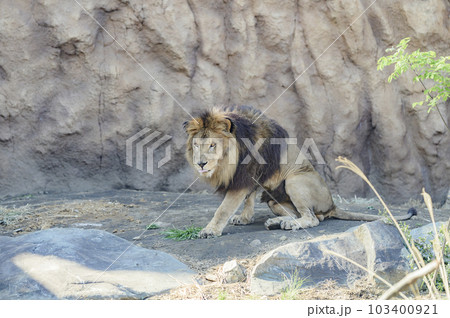 ライオン 103400921