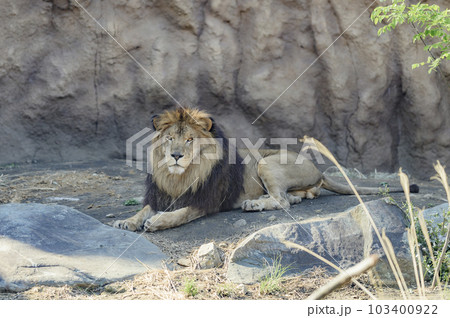 ライオン 103400922