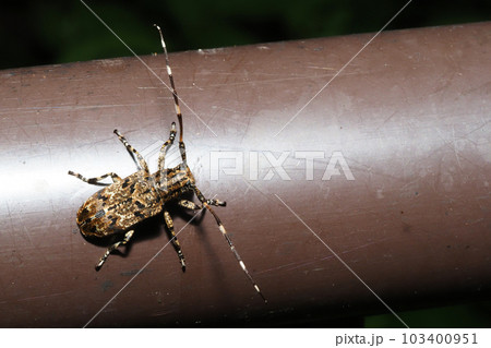 ナガゴマフカミキリ 103400951