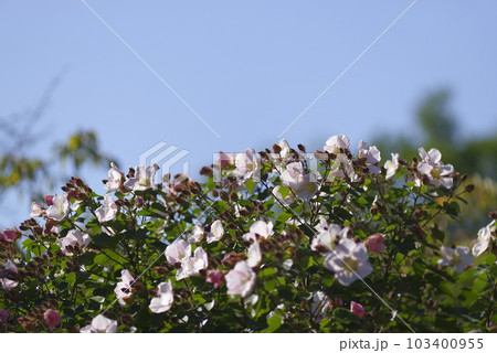 この花の名前はサキシマフヨウ（先島芙蓉）です。 103400955
