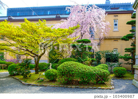 京都府庁旧本館の桜 103400987