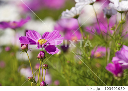 コスモス畑にコスモスの花が咲いています。 コスモス畑にコスモスの花が咲いています。 103401080
