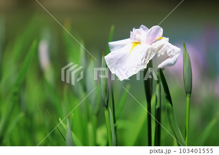 きれいに咲いた薄いピンク色した一輪の菖蒲の花 きれいに咲いた薄いピンク色した一輪の菖蒲の花 103401555
