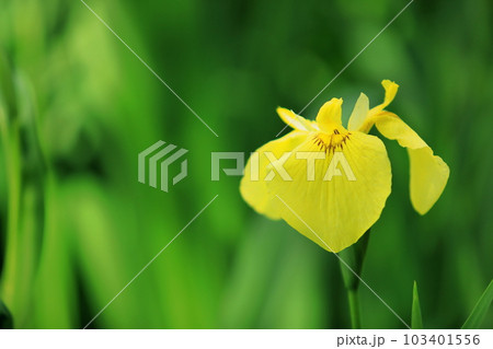 きれいに咲いた黄色い一輪の菖蒲の花 103401556