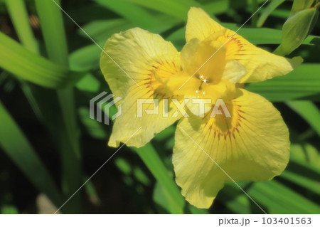 花の中が星のようにきらめく黄色い1輪の花菖蒲 103401563