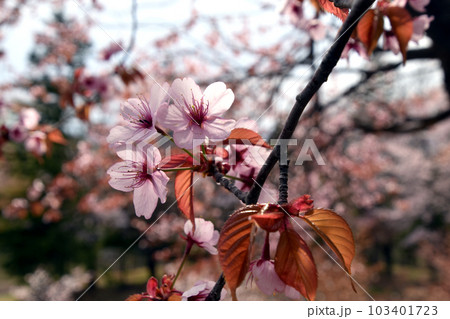 エゾヤマザクラ エゾヤマザクラ 103401723