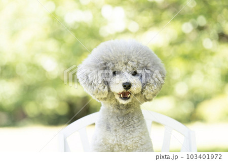 椅子に座って微笑むトイプードルのアムル 椅子に座って微笑むトイプードルのアムル 103401972