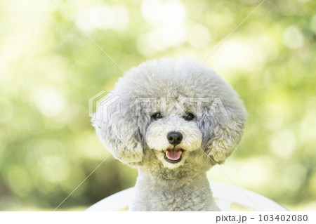 椅子に座って微笑むトイプードルのアムル 椅子に座って微笑むトイプードルのアムル 103402080