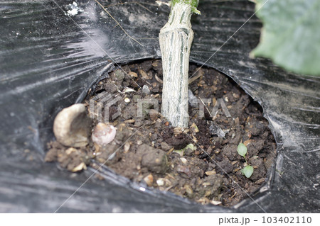 接ぎ木キュウリの生え際 103402110