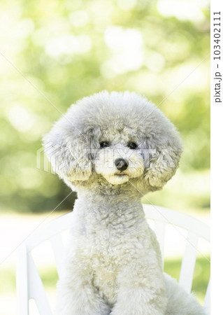 トイプードルのアムルのバストアップ トイプードルのアムルのバストアップ 103402111