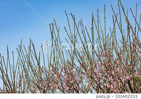 満開の梅林　 103402333