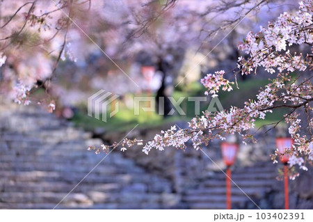 津山城に咲く桜 津山城に咲く桜 103402391