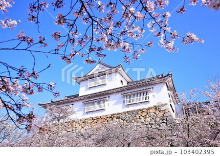 津山城に咲く桜 津山城に咲く桜 103402395