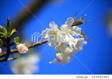 白い大島桜のクローズアップ 103402461