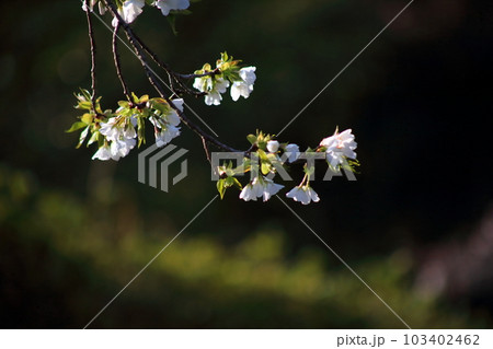 白い大島桜のクローズアップ 白い大島桜のクローズアップ 103402462