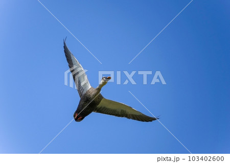青空バックに頭上を飛ぶカルガモ 青空バックに頭上を飛ぶカルガモ 103402600