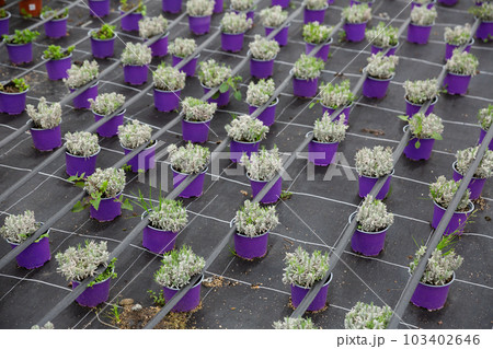 Image of rows of plants in pots in hothouse 103402646