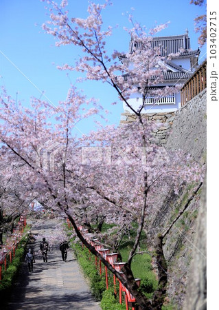 津山城に咲く桜 103402715