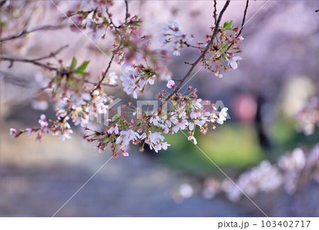 津山城に咲く桜 津山城に咲く桜 103402717