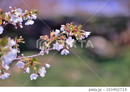 津山城に咲く桜 津山城に咲く桜 103402719