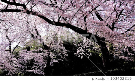 津山城に咲く桜 津山城に咲く桜 103402819
