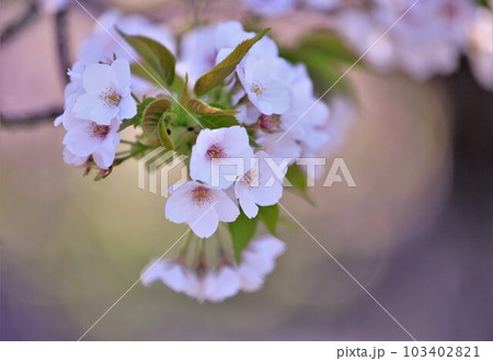 津山城に咲く桜 津山城に咲く桜 103402821