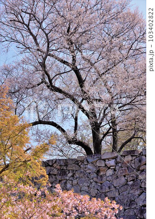 津山城に咲く桜 103402822