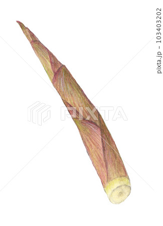 根曲竹(姫竹) 水彩色鉛筆イラスト 根曲竹(姫竹) 水彩色鉛筆イラスト 103403202