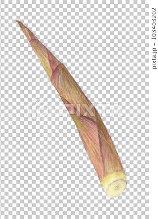 根曲竹(姫竹) 水彩色鉛筆イラスト 根曲竹(姫竹) 水彩色鉛筆イラスト 103403202