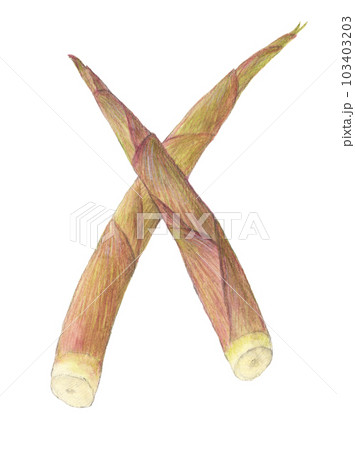 根曲竹（姫竹）　水彩色鉛筆イラスト 103403203