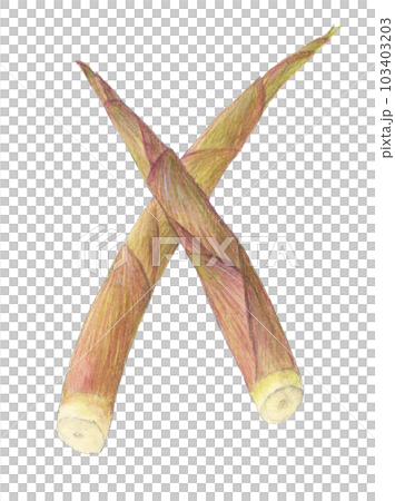 根曲竹（姫竹）　水彩色鉛筆イラスト 103403203