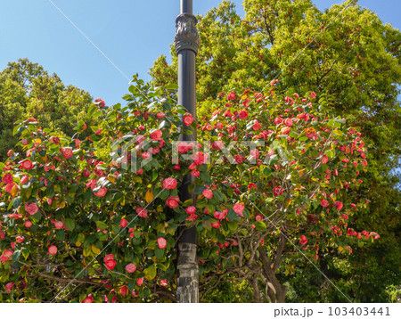 Pink flowers at the lamppost. A beautiful flower bed. Urban environment. Pink flowers at the lamppost. A beautiful flower bed. Urban environment. 103403441