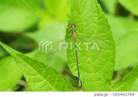 アオイトトンボ(未成熟・オス) アオイトトンボ(未成熟・オス) 103403764