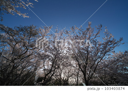 《岡山県》瀬戸内海国立公園 夕立受山で見る春の風景 《岡山県》瀬戸内海国立公園 夕立受山で見る春の風景 103403874