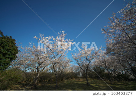 《岡山県》瀬戸内海国立公園 夕立受山で見る春の風景 《岡山県》瀬戸内海国立公園 夕立受山で見る春の風景 103403877