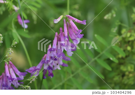 春の公園に咲くナヨクサフジの紫色の花 春の公園に咲くナヨクサフジの紫色の花 103404296
