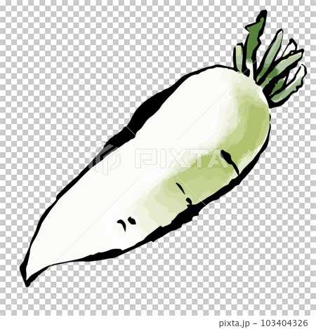 新鮮な大根 手描きイラスト 新鮮な大根 手描きイラスト 103404326