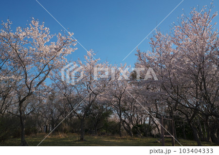《岡山県》瀬戸内海国立公園 夕立受山で見る春の風景 103404333
