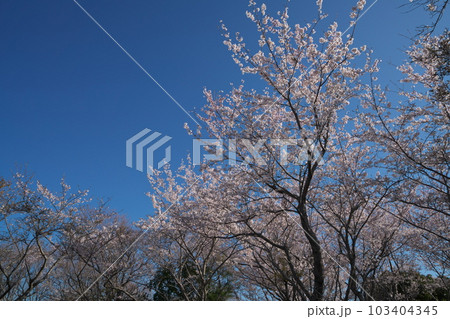 《岡山県》瀬戸内海国立公園 夕立受山で見る春の風景 《岡山県》瀬戸内海国立公園 夕立受山で見る春の風景 103404345