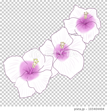 cute pink and white hibiscus 103404404