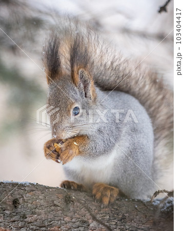 The squirrel with nut sits on tree in the winter or late autumn 103404417
