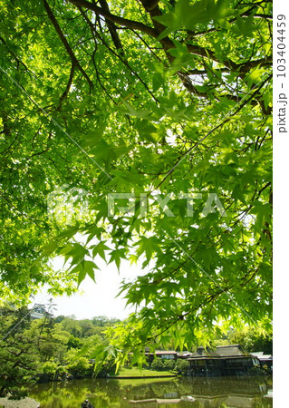 初夏の彦根城 玄宮園  (2022年4月） 103404459